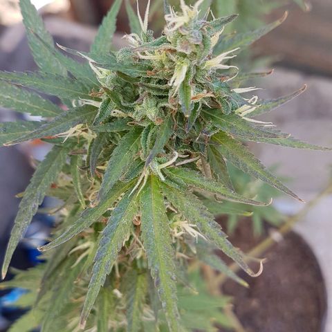 3 folhas growlog timeline photo