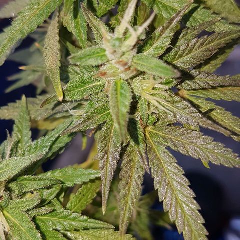 3 folhas growlog timeline photo