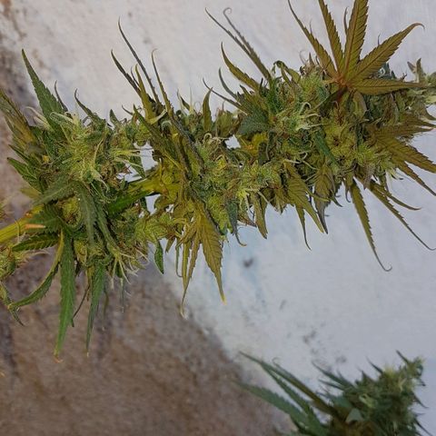 3 folhas growlog timeline photo