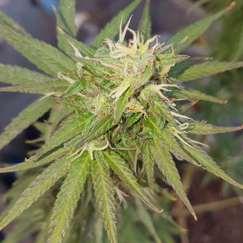 3 folhas growlog timeline photo