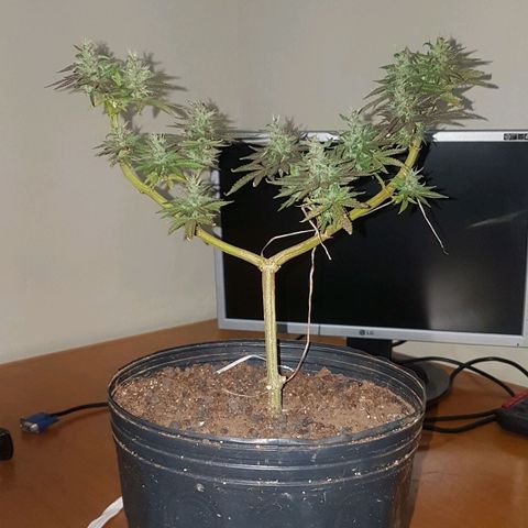 3 folhas growlog photo: Colhendo