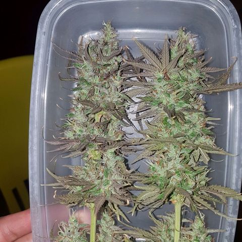 3 folhas growlog photo: Colhendo
