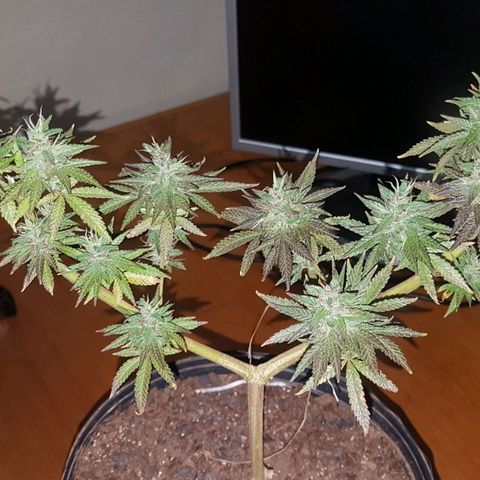 3 folhas growlog photo: Colhendo