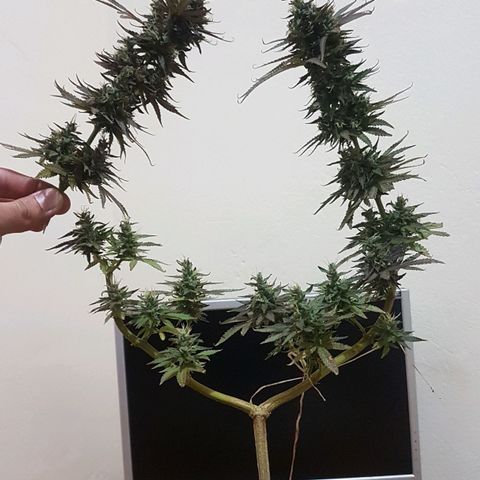 3 folhas growlog photo: Colhendo