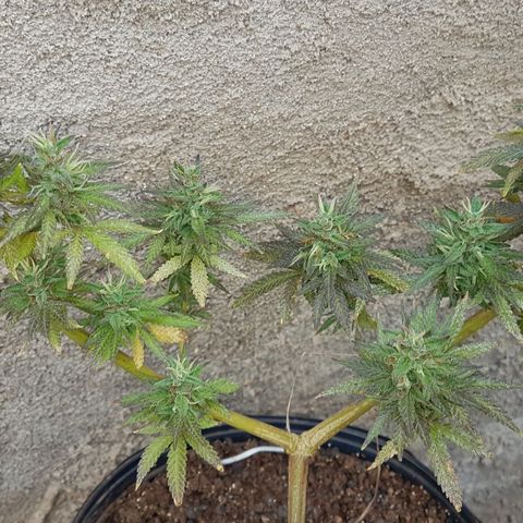 3 folhas growlog timeline photo