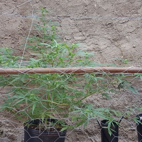 Felipe growlog photo: Um mês de floração