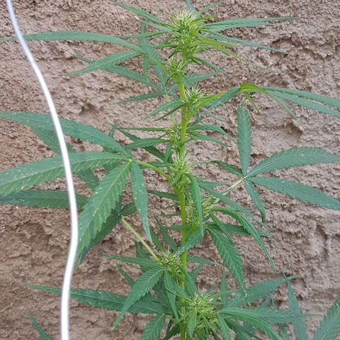 Felipe growlog photo: Um mês de floração
