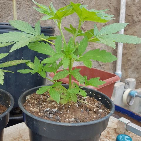 Purple Punch growlog timeline photo