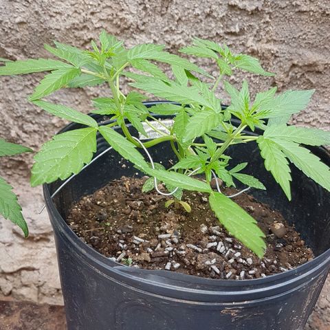 Amnesia Haze Auto growlog timeline photo