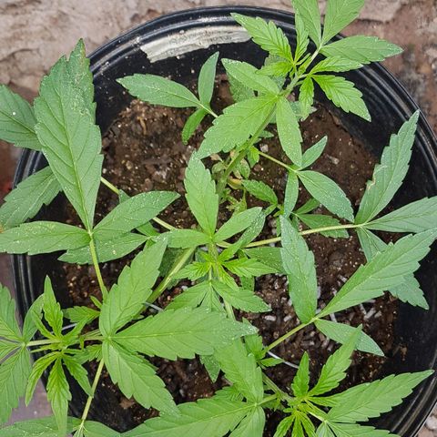 Amnesia Haze Auto growlog timeline photo