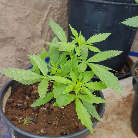 Jack Orange growlog timeline photo