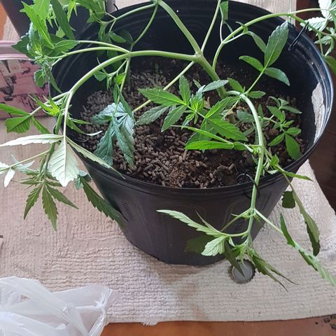 Amnesia Haze Auto growlog photo: Amarras