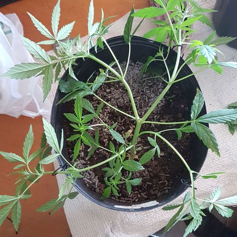 Amnesia Haze Auto growlog photo: Amarras