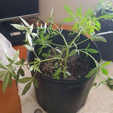 Amnesia Haze Auto growlog photo: Amarras
