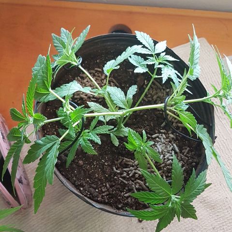 Purple Punch growlog photo: Amarras