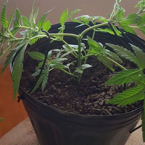 Purple Punch growlog photo: Amarras
