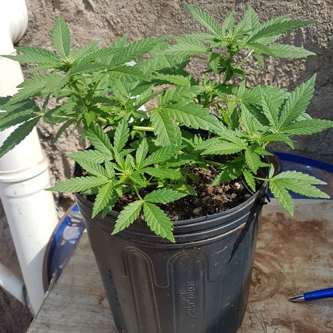 Purple Punch growlog timeline photo