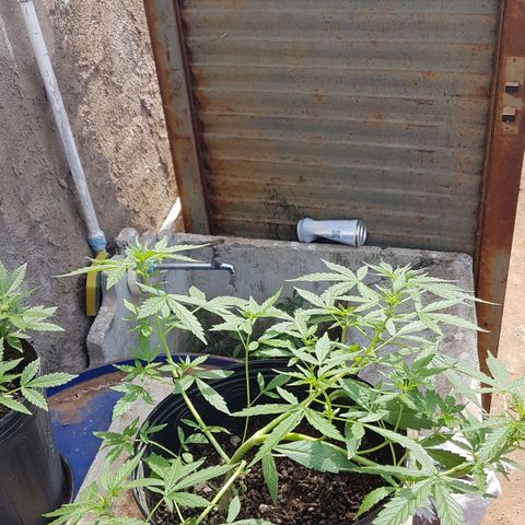 Amnesia Haze Auto growlog timeline photo