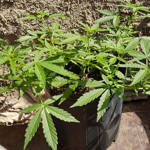Amnesia Haze Auto growlog timeline photo