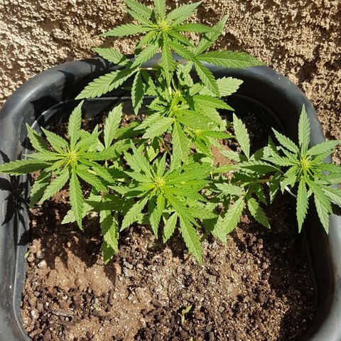 Jack Orange growlog timeline photo