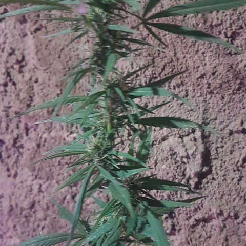 Felipe growlog timeline photo