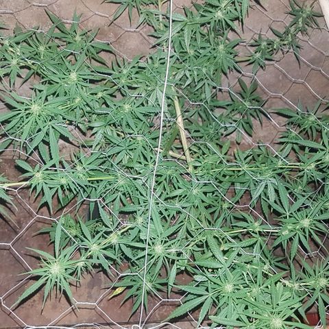 Felipe growlog timeline photo