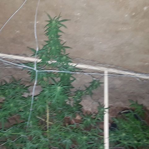 Felipe growlog timeline photo