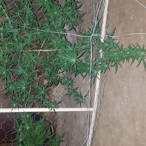 Felipe growlog timeline photo