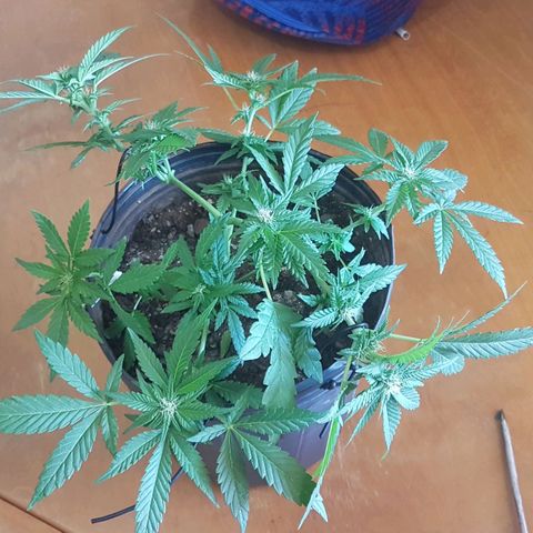 Purple Punch growlog photo: Limpeza e atualização nas amarras