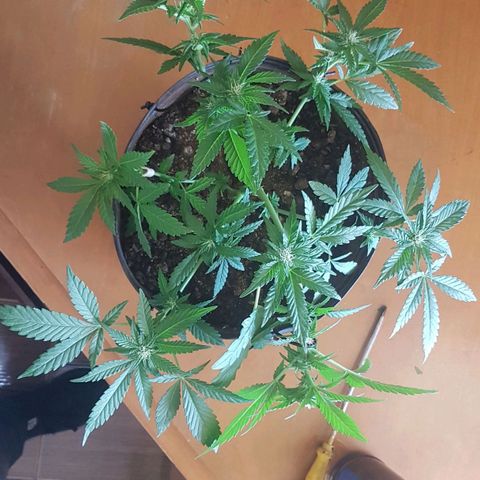 Purple Punch growlog photo: Limpeza e atualização nas amarras