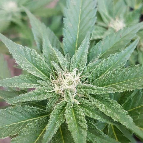 Purple Punch growlog timeline photo