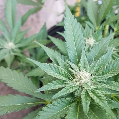 Purple Punch growlog timeline photo