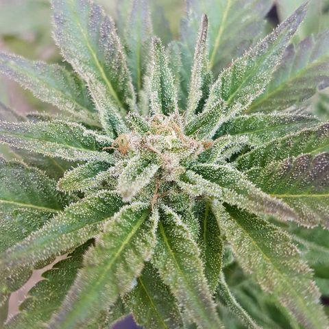 Purple Punch growlog timeline photo