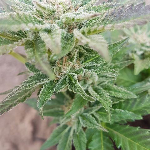 Purple Punch growlog timeline photo