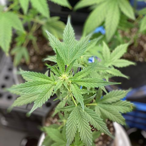 Plant #2 growlog photo: Plant #2