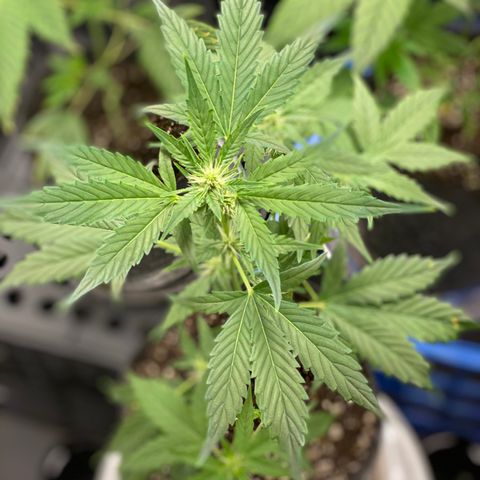 Plant #2 growlog photo: Plant #2