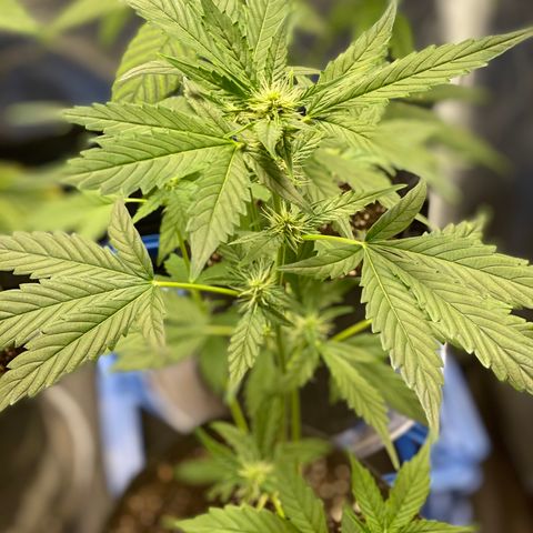 Plant #2 growlog timeline photo