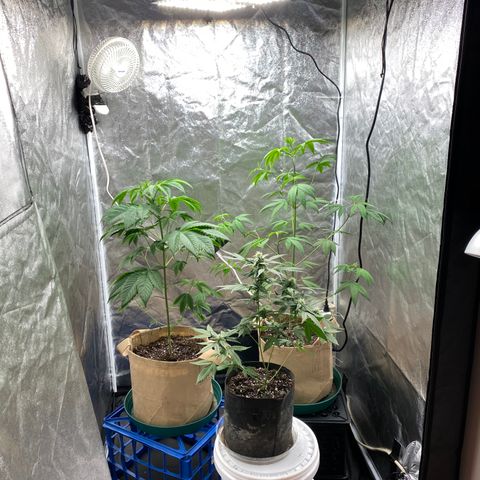 Plant #2 growlog photo: Added carbon filter and outtake fan. Switched lighting to 12/12. 