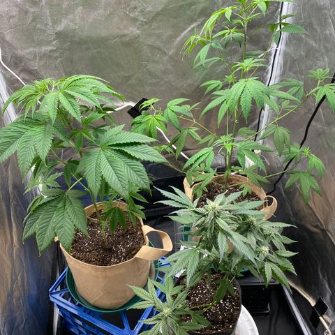 Plant #2 growlog photo: Added carbon filter and outtake fan. Switched lighting to 12/12. 