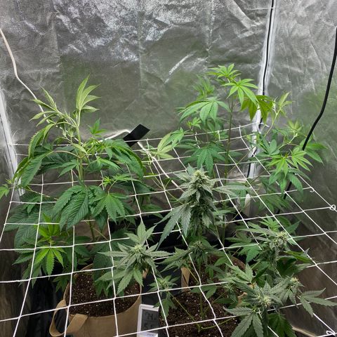 Plant #2 growlog photo: After adding trellis net
