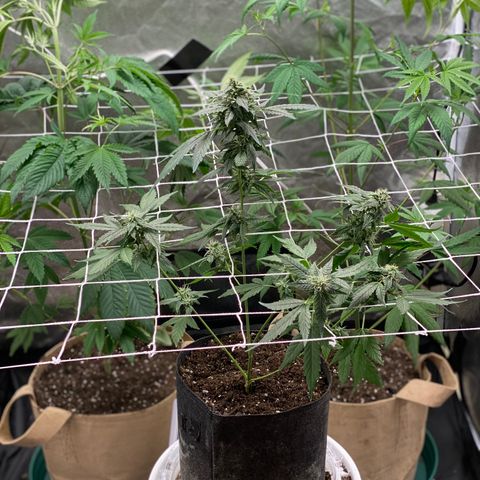 Plant #2 growlog photo: After adding trellis net