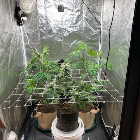 Plant #2 growlog photo: After adding trellis net