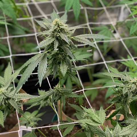 Plant #2 growlog photo: After adding trellis net