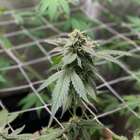 Plant #2 growlog photo: • 8 days after initial flip (12/12)
• 3 days after switching to (11/13)
