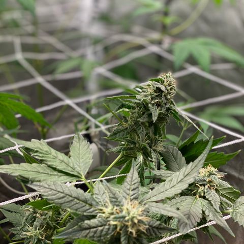 Plant #2 growlog photo: • 8 days after initial flip (12/12)
• 3 days after switching to (11/13)