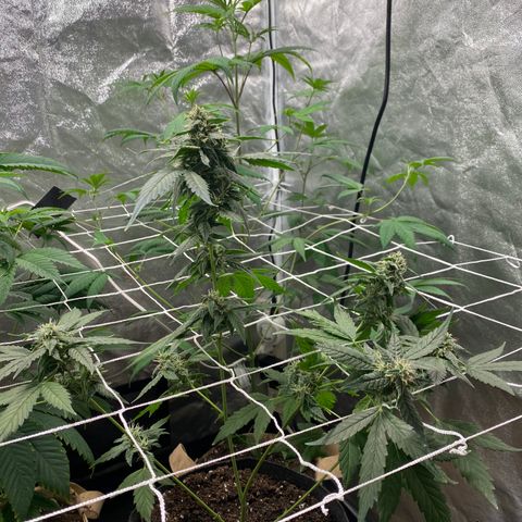 Plant #2 growlog photo: • 8 days after initial flip (12/12)
• 3 days after switching to (11/13)
