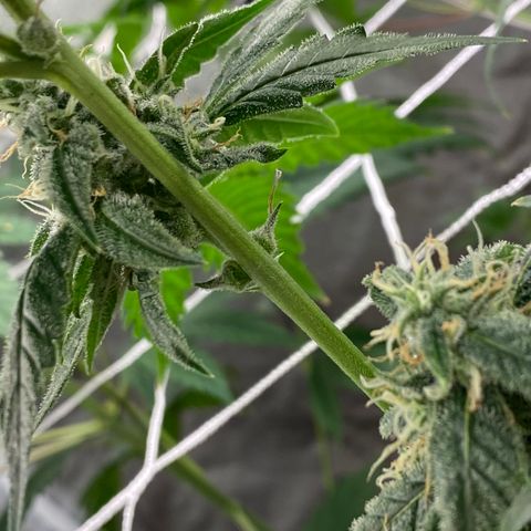 Plant #2 growlog photo: • 8 days after initial flip (12/12)
• 3 days after switching to (11/13)