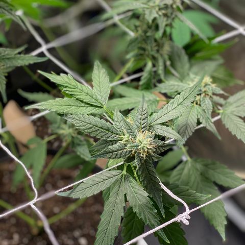 Plant #2 growlog photo: • 8 days after initial flip (12/12)
• 3 days after switching to (11/13)