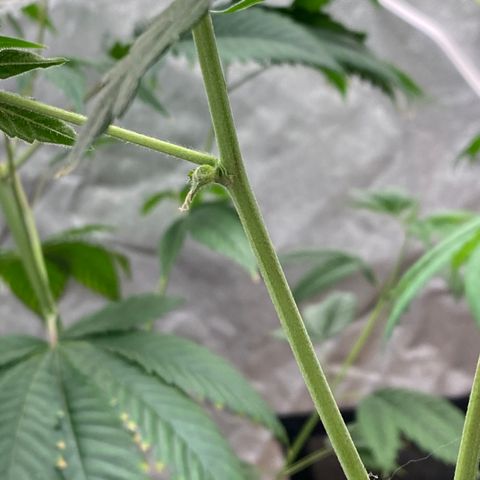 Plant #2 growlog photo: • 8 days after initial flip (12/12)
• 3 days after switching to (11/13)