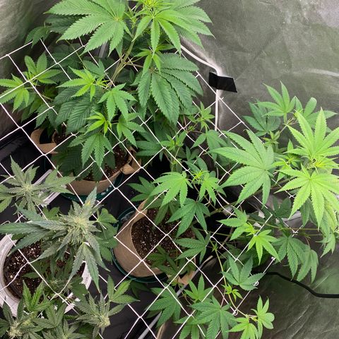 Plant #2 growlog timeline photo